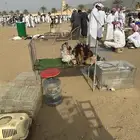 دجاج سيراما