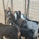 للبيع تيوس