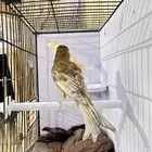 جوز كناري تم البيع خارج الموقع