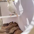 انثى كناري تم البيع