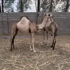 ابكار عدد 2