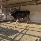 عجل سويسري بيور للبيع