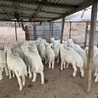 بهم قطعه وشكل فاخر