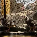حجل بري أنثى ذكر منتج العدد مفتوح