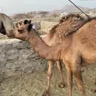 حاشي