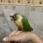 كنيور اناناس