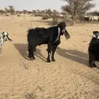 تيس فحل السن قارح مدري سديس مشروط ضراب ومالطيه