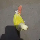 فرخ كنيور صن شك
