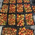 طماطم قوطه شوكه