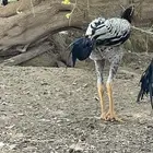 فرخ باكستاني