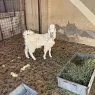 تيس العمر فوق خمس شهور