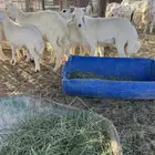 العدد7 اربع طليان وثلاث رخال