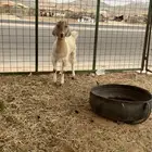 تيوس فل شحم