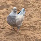 كنق مدائن