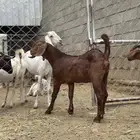عنقان صنف للبيع