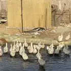 بط بكيني