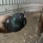 جوز صنعاوي حجم صغير مسرور لون اسود تحتى بيض صوت جميل