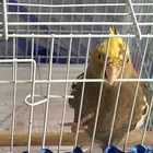 كروان باكستاني للبيع