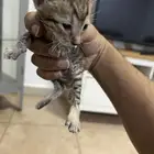 قط صغير للتبني