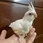 كروان البينو تم البيع