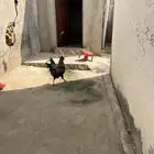 4 ديوك للبيع بلدي