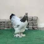 دجاج براهما كولمبي بياض للبيع
