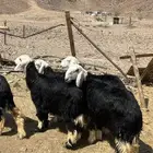 رخال جذعات نجد ( تم البيع)م