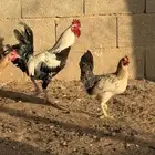 دجاج بلدي بياض عمر صغير