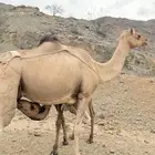 خلفه عوادي للبيع
