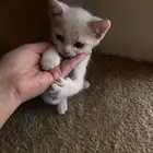 قطة صغيره للتبني لعوبه
