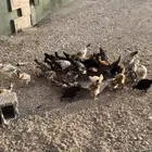 فراريج كفوو