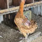 دجاج بلدي بياض