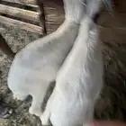 طليان لباني تم البيع