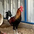 ديوك عربي أصيلة