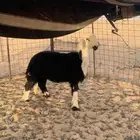 طلي نجدي عمره حوالي 7 شهور مغلق شحم فل ونظيف