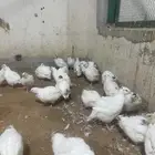 سمان تكسس العملاق