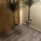 لبيع شجر زينها