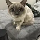 قطه هجين هملايا للتبني