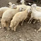 طليان