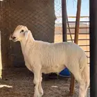 خرفان حريات بريه خاص للزوجات