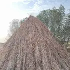 قصب يابس للبيع