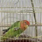 عصفور للبيع مع القفص
