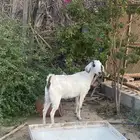 ماعز بيشية
