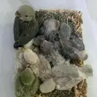 8 فروخ روز ( تم البيع )