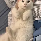 قطط للتبني في المدينة المنورة صحتهم كويسه متطعمين ومتعقمين