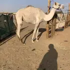 قعود حق مهجن