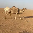 ناقه