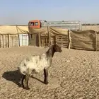 نعجه مضرع
