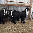 جفار عارضيات وفحل