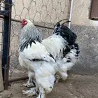 دجاج براهما كونك خوارج